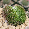 Sempervivum arachnoideum crested