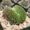 Sempervivum arachnoideum crested