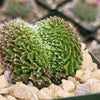 Sempervivum arachnoideum crested