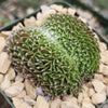 Sempervivum arachnoideum crested