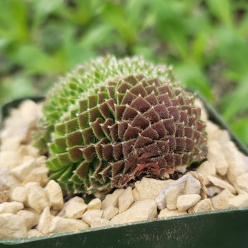 Sempervivum arachnoideum crested – Planet Desert
