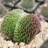 Sempervivum arachnoideum crested