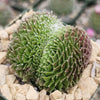 Sempervivum arachnoideum crested