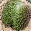 Sempervivum arachnoideum crested