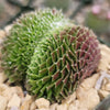 Sempervivum arachnoideum crested