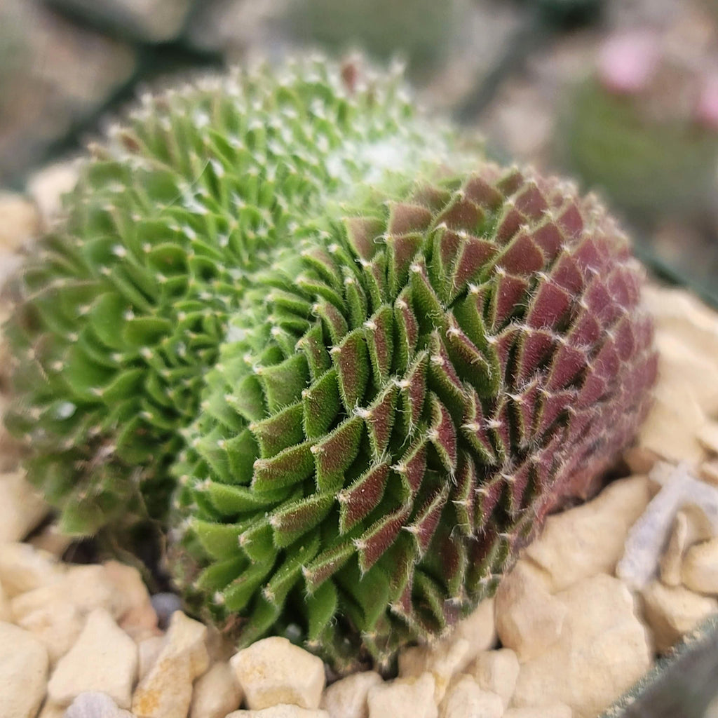 Sempervivum arachnoideum crested