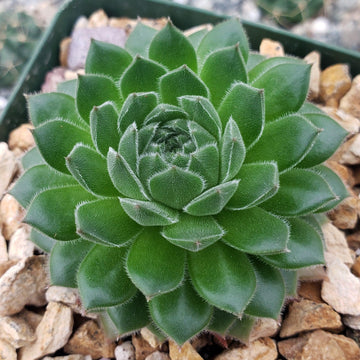tree houseleek succulents Common Houseleek
