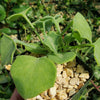 Senecio oxyriifolius