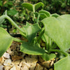 Senecio oxyriifolius