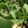 Senecio oxyriifolius