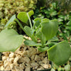 Senecio oxyriifolius