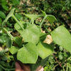 Senecio oxyriifolius