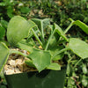 Senecio oxyriifolius