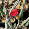 Senecio stapeliiformis