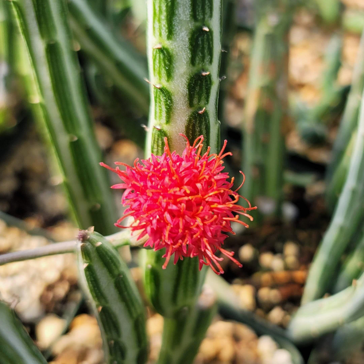 kleinia succulent Senecio stapeliiformis 4" Pot