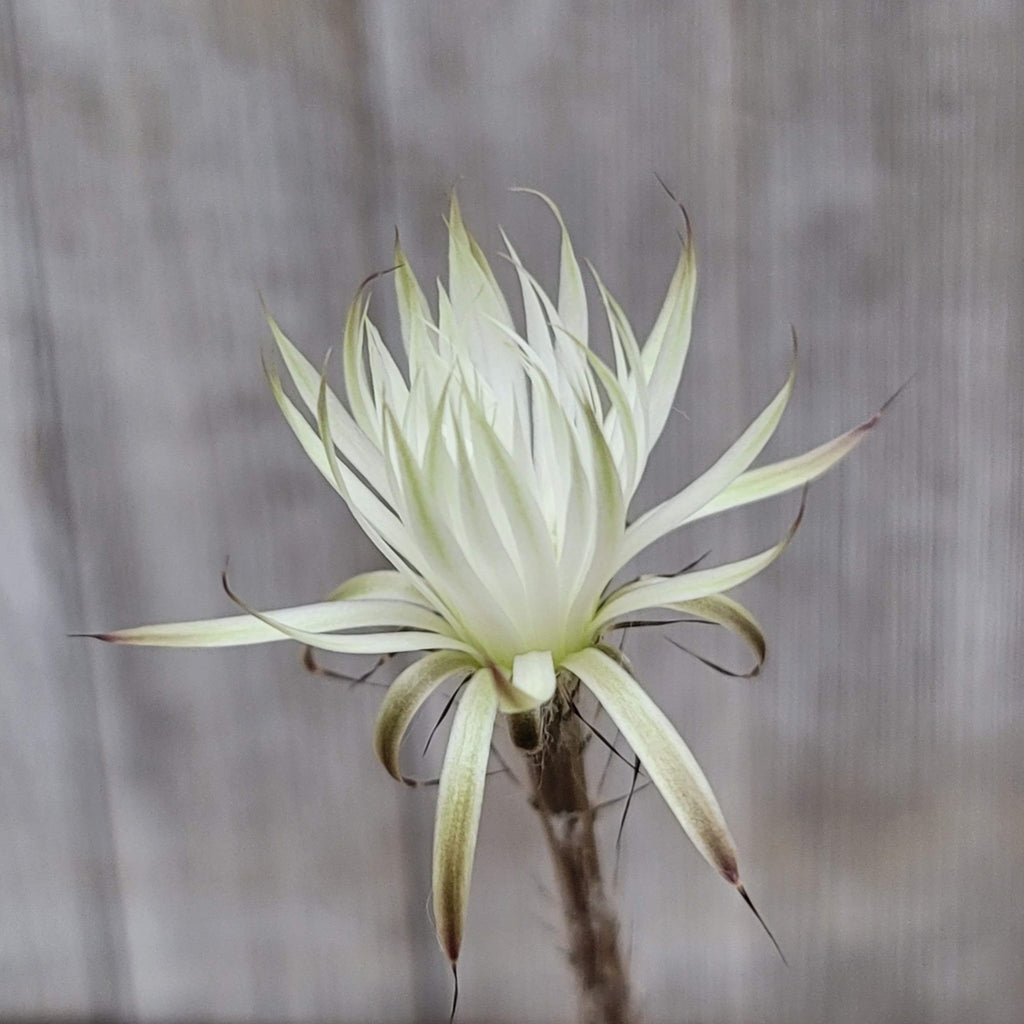 Setiechinopsis mirabilis