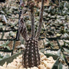 Setiechinopsis mirabilis