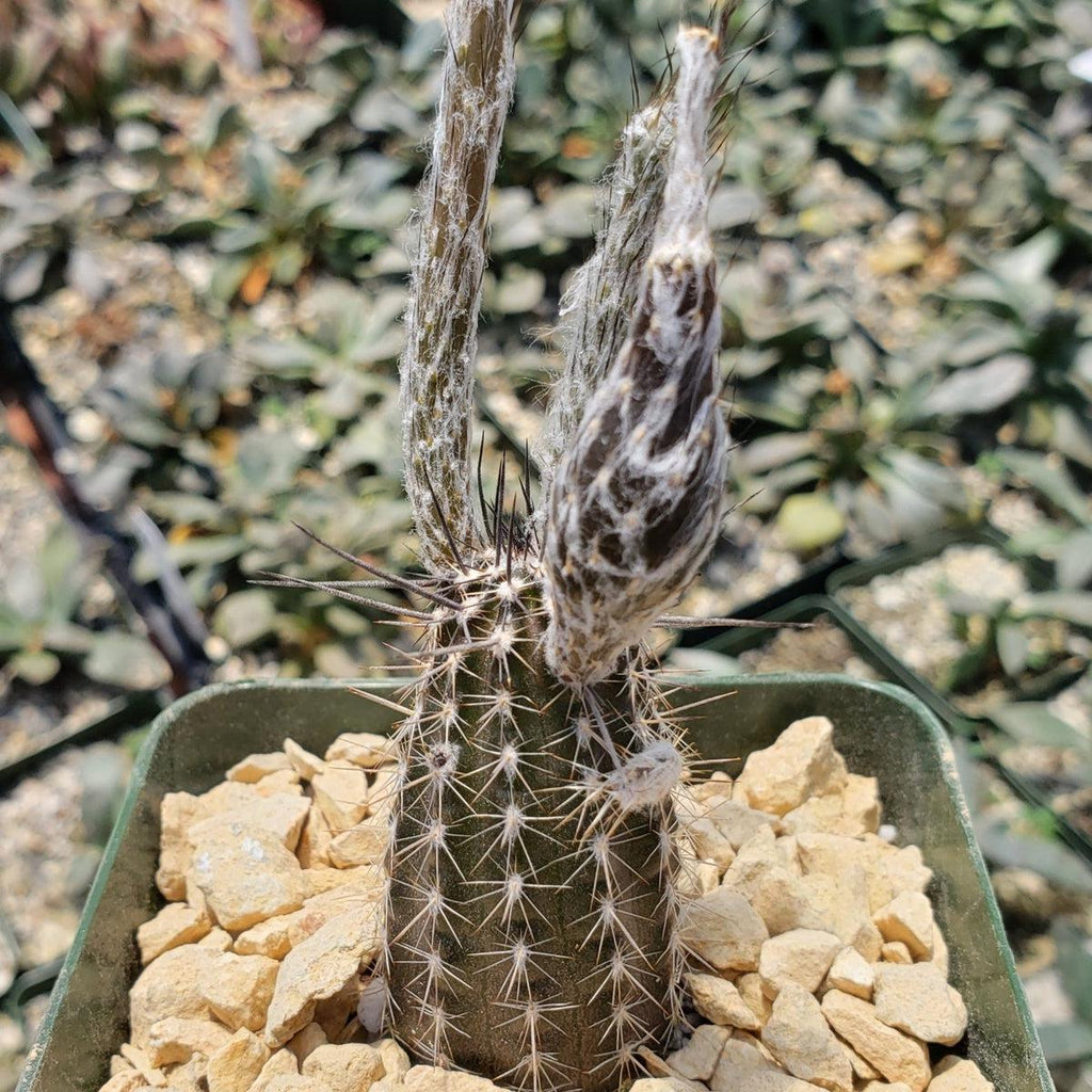Setiechinopsis mirabilis