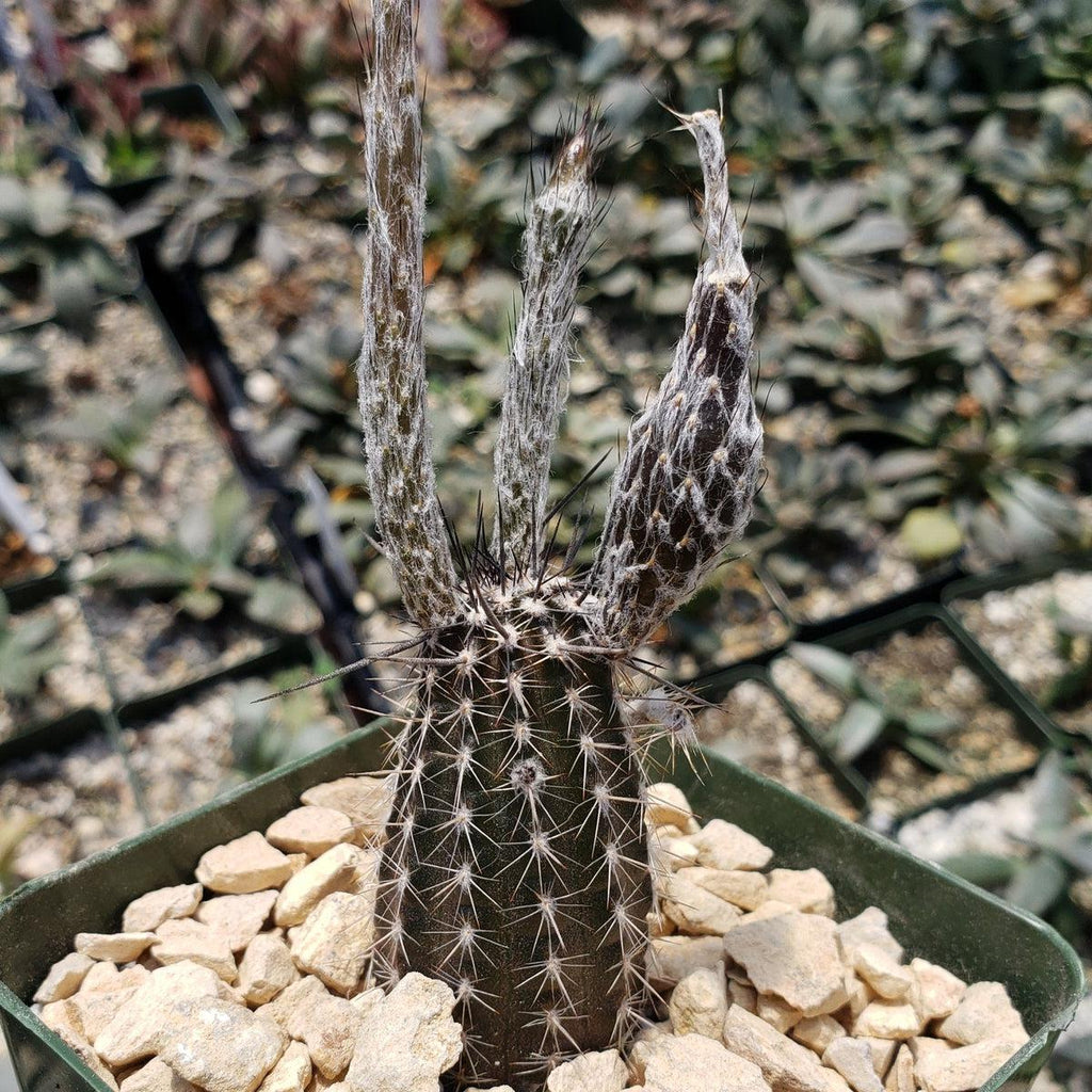 Setiechinopsis mirabilis