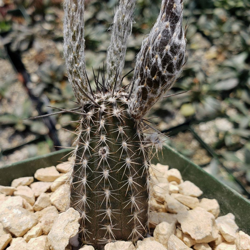 Setiechinopsis mirabilis