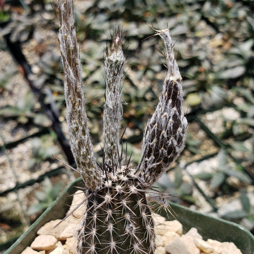 Setiechinopsis mirabilis