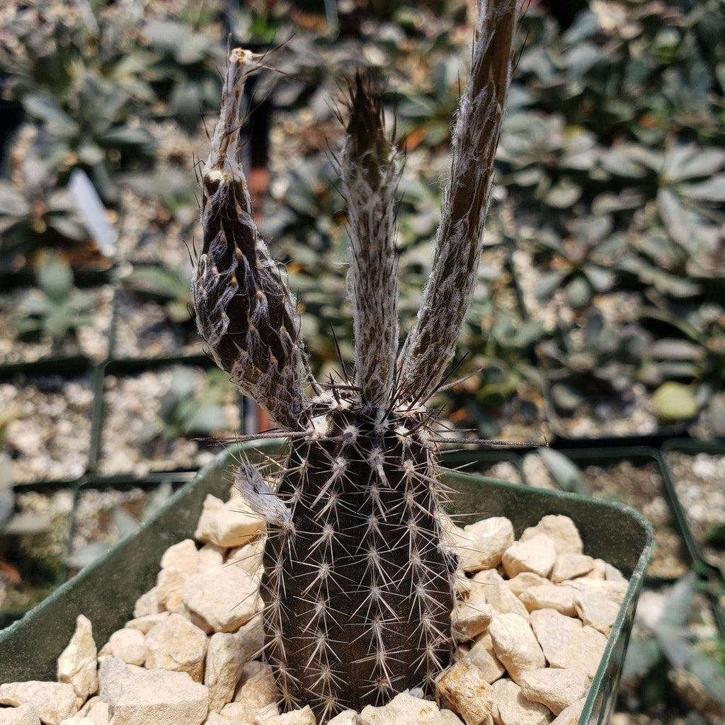 Setiechinopsis mirabilis