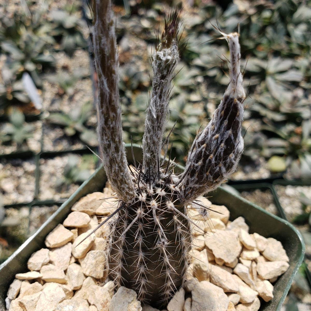 Setiechinopsis mirabilis