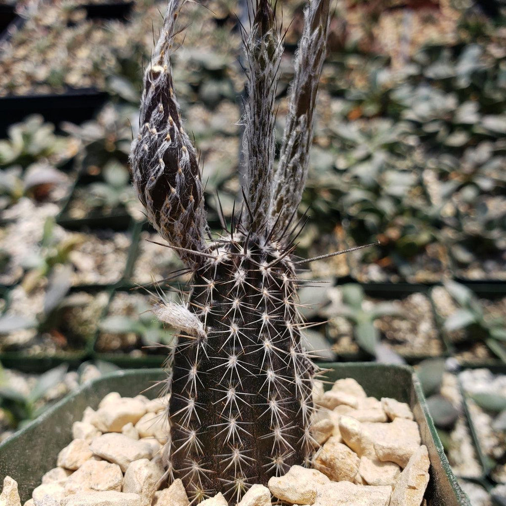 Setiechinopsis mirabilis