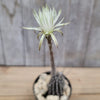 Setiechinopsis mirabilis