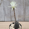 Setiechinopsis mirabilis