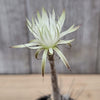 Setiechinopsis mirabilis