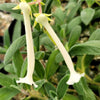 Sinningia tubiflora