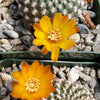 Sulcorebutia arenacea