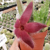 Giant Toad Plant ‘Stapelia grandiflora’