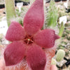 Giant Toad Plant ‘Stapelia grandiflora’