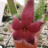 Giant Toad Plant ‘Stapelia grandiflora’