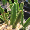 Carrion Plant - Stapelia gigantea