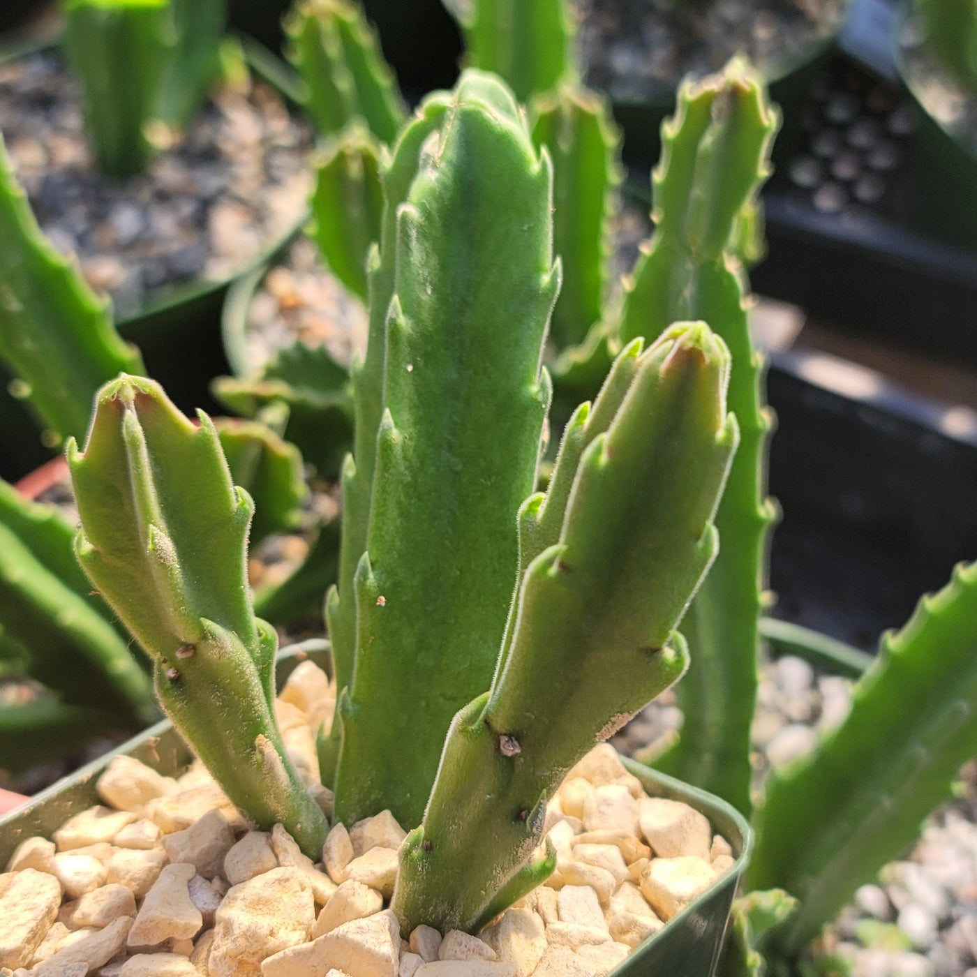 carrion succulent Shop 'Carrion Plant - Stapelia gigantea' Care and Growing Guide