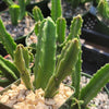 Carrion Plant - Stapelia gigantea