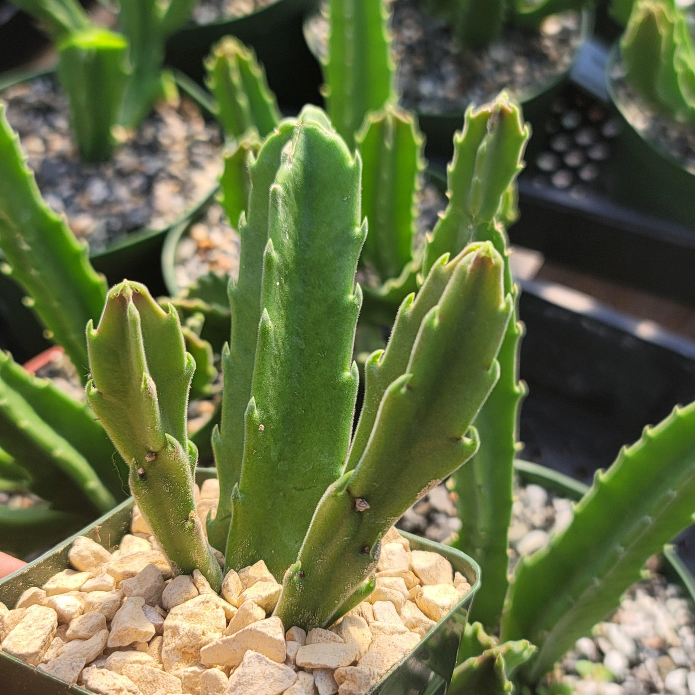 carrion flower succulent Shop 'Carrion Plant - Stapelia gigantea' Care and Growing Guide