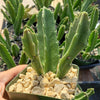 Carrion Plant - Stapelia gigantea