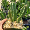 Carrion Plant - Stapelia gigantea