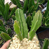 Carrion Plant - Stapelia gigantea