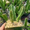 Carrion Plant - Stapelia gigantea