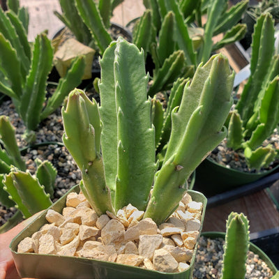 gigantea succulent Carrion Plant 'Stapelia gigantea' 4" Pot
