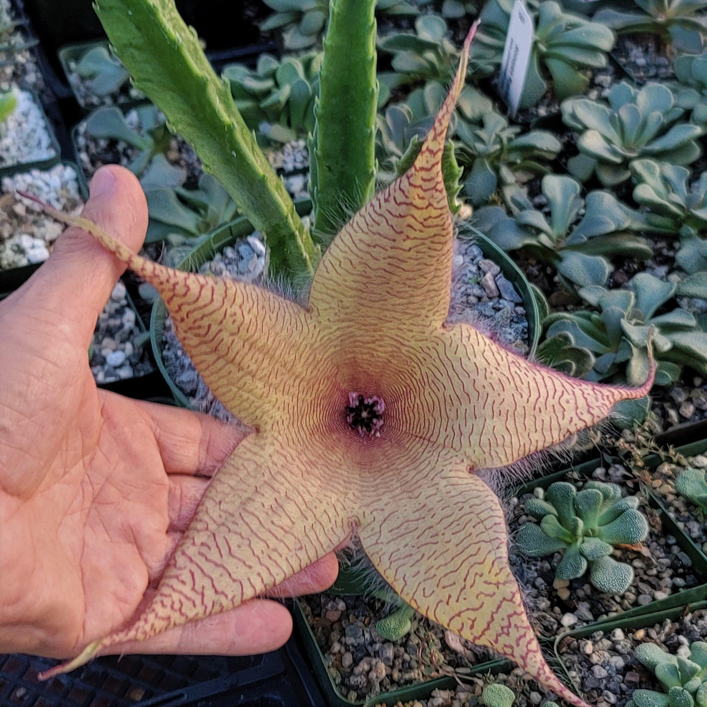 Carrion Plant - Stapelia gigantea