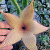 Carrion Plant - Stapelia gigantea