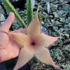 Carrion Plant - Stapelia gigantea