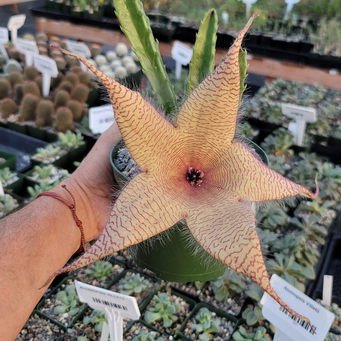 Carrion Plant - Stapelia gigantea