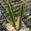 Stapelia leendertziae